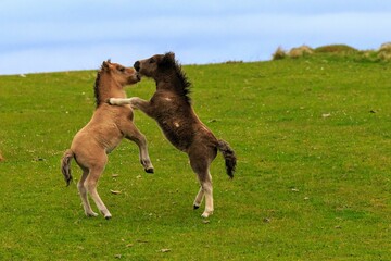 Closeup shot of two Miniature horses standing on two hoofs in front of each other in a green meadow