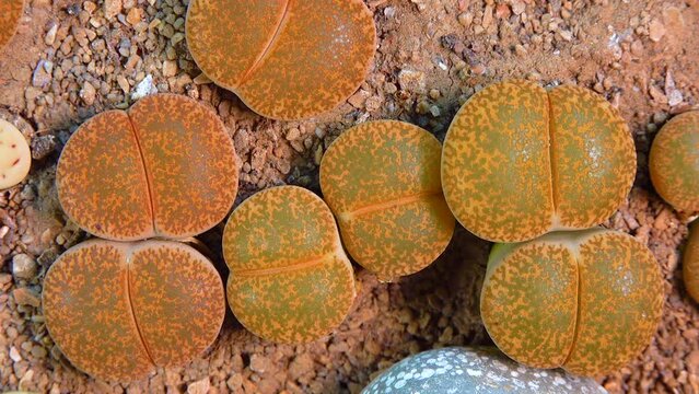 Mesembs (Lithops aucampiae) South African plant from Namibia in the botanical collection of supersucculent plants