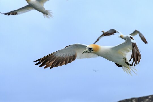 Closeup shot of Northern gannets flying with open wings with a background of blue sky