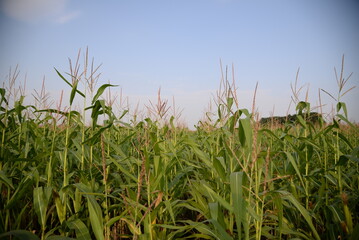 corn field against the blue sky, corn cobs, corn meadow, green leaves, corn stalks