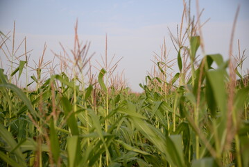corn field against the blue sky, corn cobs, corn meadow, green leaves, corn stalks