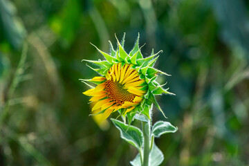 Beautiful sunflower in a sunflower field, close up, macro photography