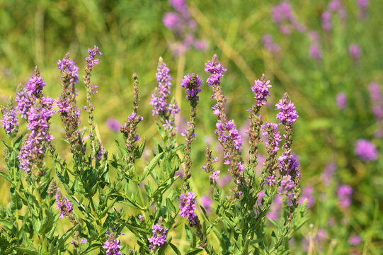 Closeup of purple loosestrife flowers with selective focus on foreground