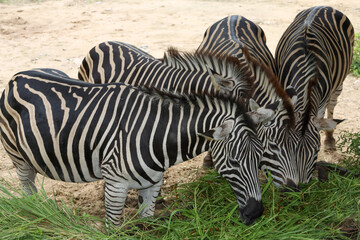 The family burchell zebra is eatting in farm