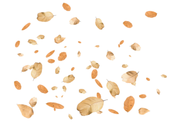 Dry leaf isolated transparency background..