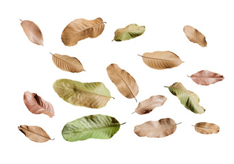 Dry leaf isolated transparency background.. © moderngolf1984