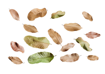 Dry leaf isolated transparency background..