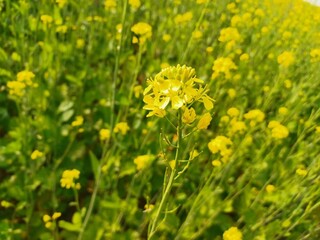 yellow dandelions on grass