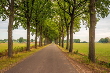 Long row of tall trees on either side of a country road. The photo was taken on a slightly cloudy day in the summer season in the Dutch province of North Brabant.