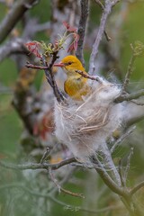 Beautiful vertical shot of golden oriole on a nest
