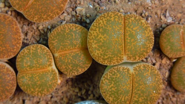 Mesembs (Lithops lesliei) South African plant from Namibia in the botanical collection of supersucculent plants
