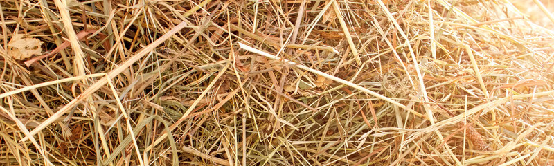 Dry yellow texture hay, wide pattern straw