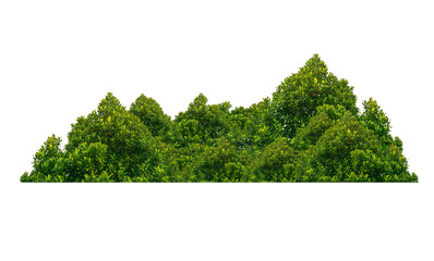 bush isolated transparency background.