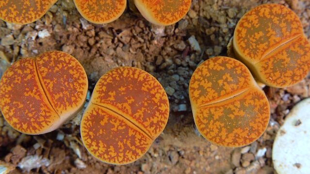 Mesembs (Lithops aucampiae) South African plant from Namibia in the botanical collection of supersucculent plants