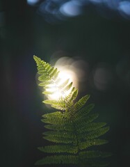 Vertical closeup of a fern plant leaf in front of a bright sun