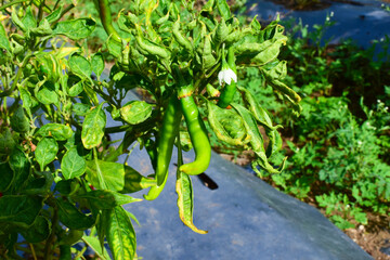 Ripe red and green chilli on a tree, green chilis grows in the garden