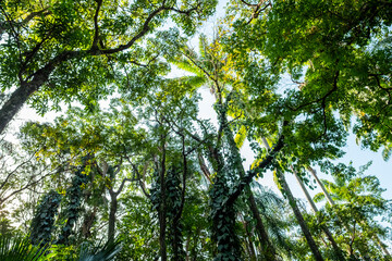 leaves in the forest