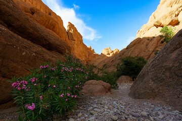 Dades Gorges carved out by the Dades River with bloomed oleander bushes in the foreground in Morocco