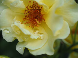 Krople wody i okwiat ze słupkami w żółtej róży 