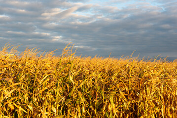 Golden colored corn at the end of the harvest season 