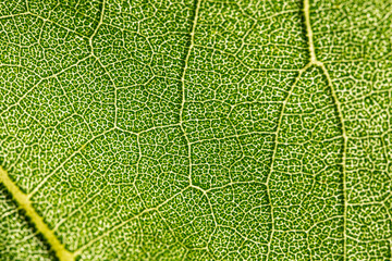 macro photography of leaf texture - you can see cells