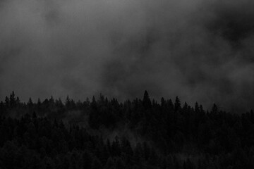 Black wood with fog 