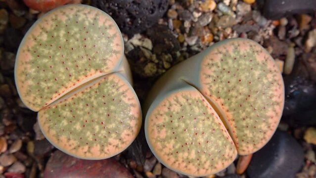 Mesembs (Lithops verruculosa) South African plant from Namibia in the botanical collection of supersucculent plants