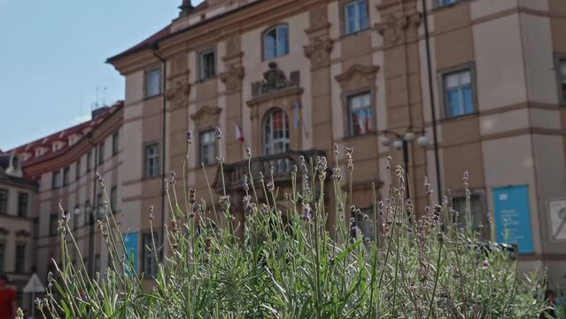 Closeup of catmint flowers over a background of buildings, Prague