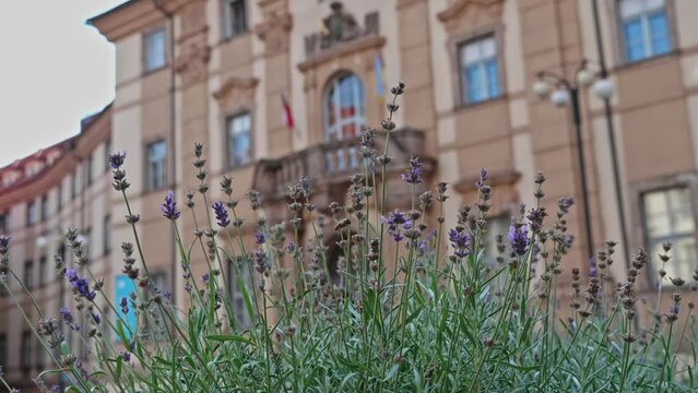 Closeup of catmint flowers over a background of buildings, Prague