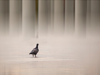 Edificios, acero y cemento