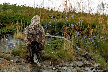 Beautiful white-tailed eagle standing proudly amidst delicate purple flowers and tall grass - Powered by Adobe