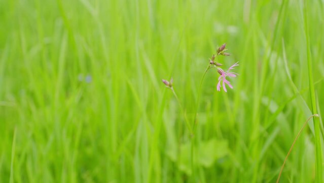 Lychis flos-cuculi, commonly called ragged-robin. Pink ragged robin, silene flos cuculi. Static.