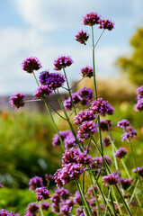 Fototapeta premium 秋の花