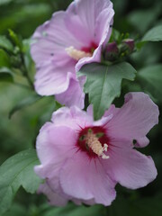 Kwiaty hibiscus  © EwaAF