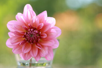 Fototapeta premium Dahlia Flower. Pink Dahlia blooming. Big autumn flowers. Fresh pink dahlia flower head on light green defocused background. Macro photo. Copy spase