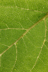macro photography of leaf texture - you can see cells