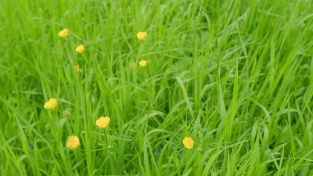 Beautiful flowers. Summer wind whimsical care eared grass, ranunculus in meadow. Ranunculus flammula. Rack focus.