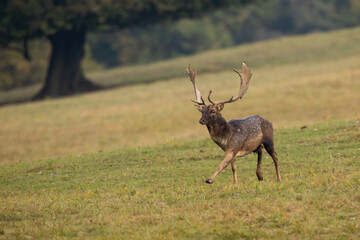 Fallow deer, dama dama, stag sprinting on a meadow with yellow grass in autumn. Spotted creature with flat antlers approaching with copy space. Animal wildlife running fast.