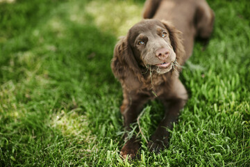 portrait of a spaniel puppy on grass