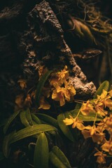 Vertical shot of yellow dendrobium orchids - obrazy, fototapety, plakaty