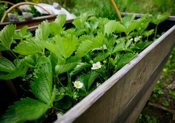 Closeup of homegrown strawberry green leaves in a garden