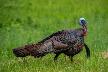Wild turkey walking on grass - Meleagris gallopavo