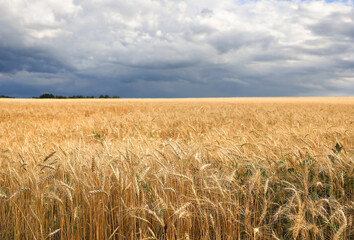 A field of golden wheat under a stormy sky and clouds. focus on the foreground. rye is ripe