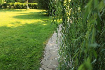 Weeping willow in a public park. Selective focus