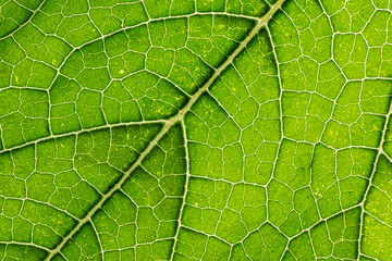 macro photography of leaf texture - you can see cells