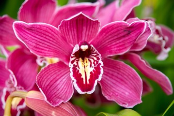 Orchids in a closeup shot with beautiful petals