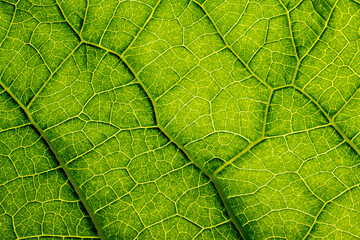 Naklejka na ściany i meble macro photography of leaf texture