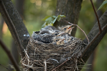 The chicks are waiting for their mother in the nest. Animals, birds, nature, house, beak, defenseless, feathers.