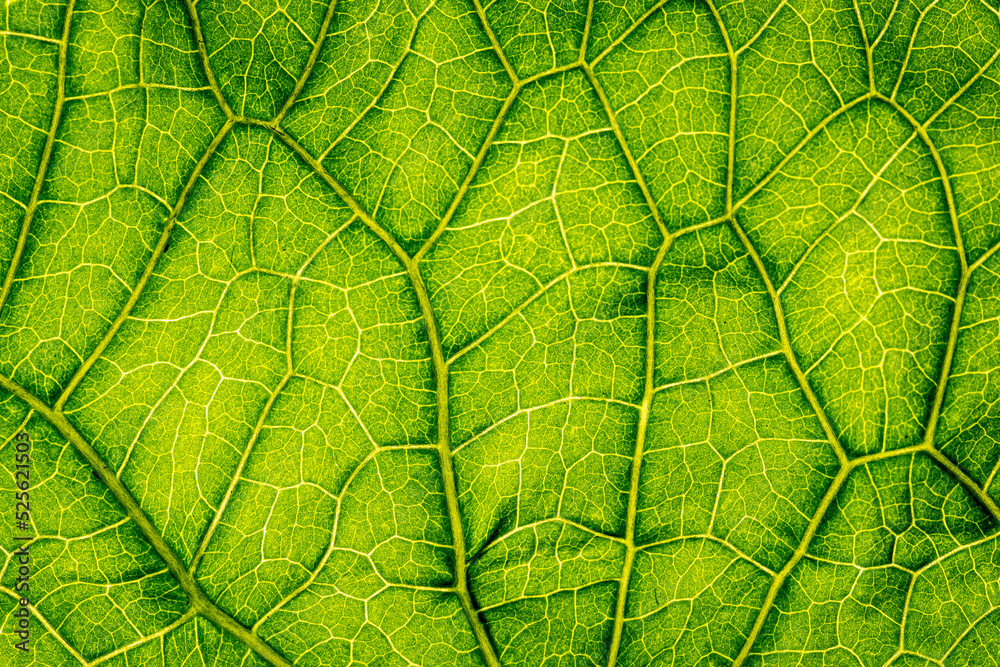 Sticker macro photography of leaf texture