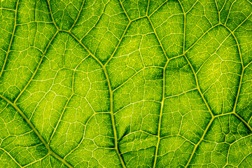 macro photography of leaf texture - 525621503